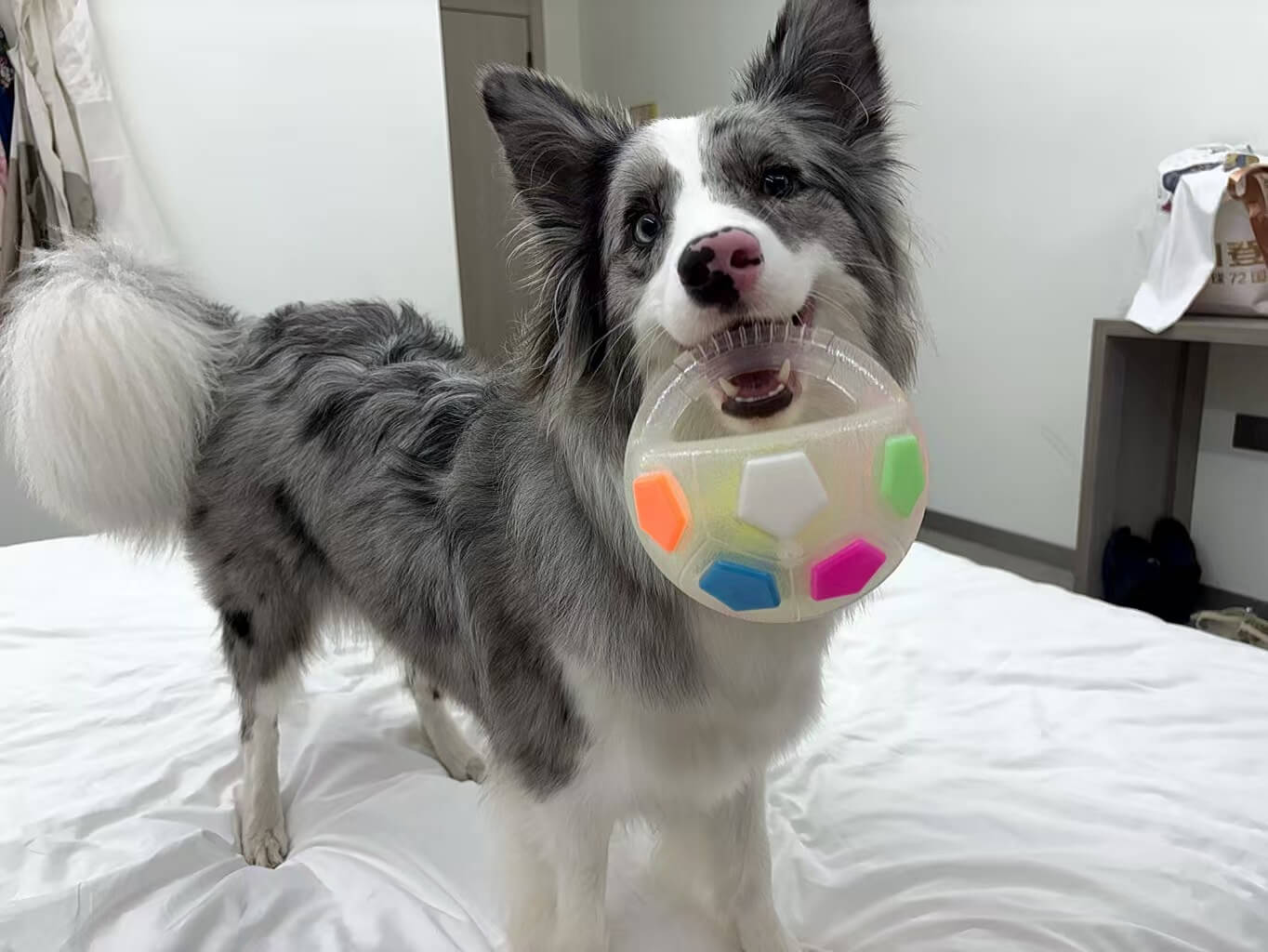 PawKick™ Durable Soccer Toy – Bouncy. Bite-Resistant & Fun  Buy one get one free, double the fun