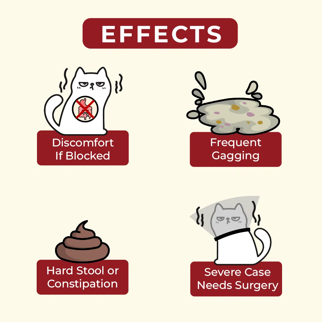 πππππππππ β πππ πππππ πππππ πππ πππππππ